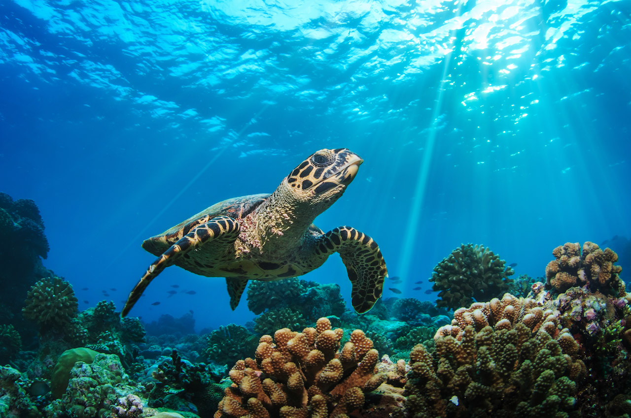 World Environment & World Ocean Day Event: The Lux Collective invites Mauritian residents to join hands for a coastal clean-up