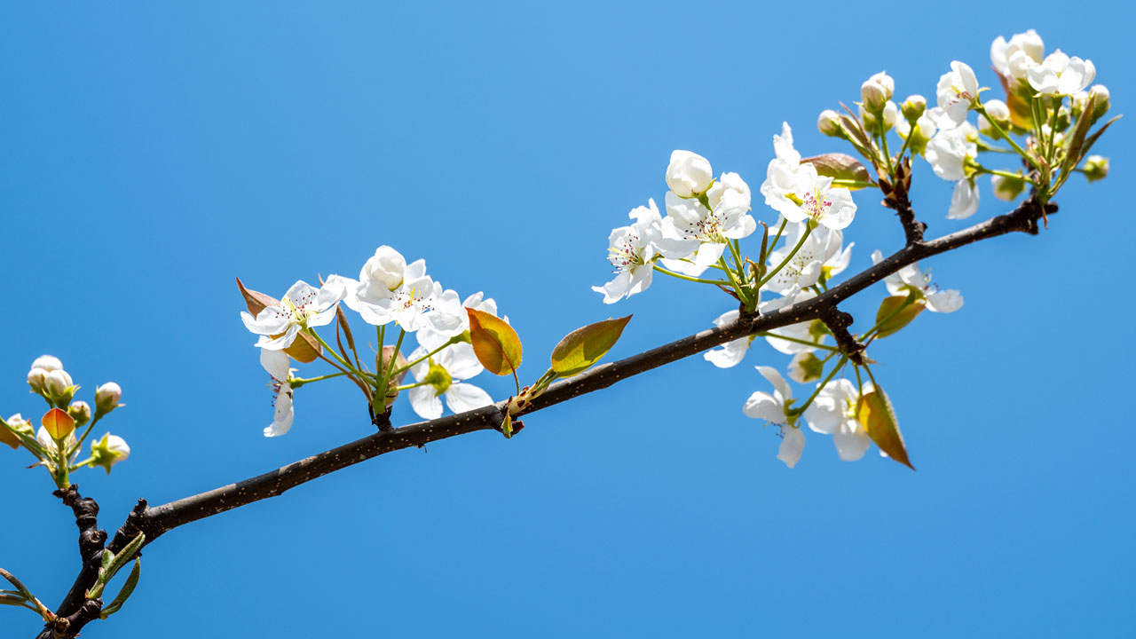 丽世度假村及酒店“虎虎生威”新年活动带来新春阖家欢