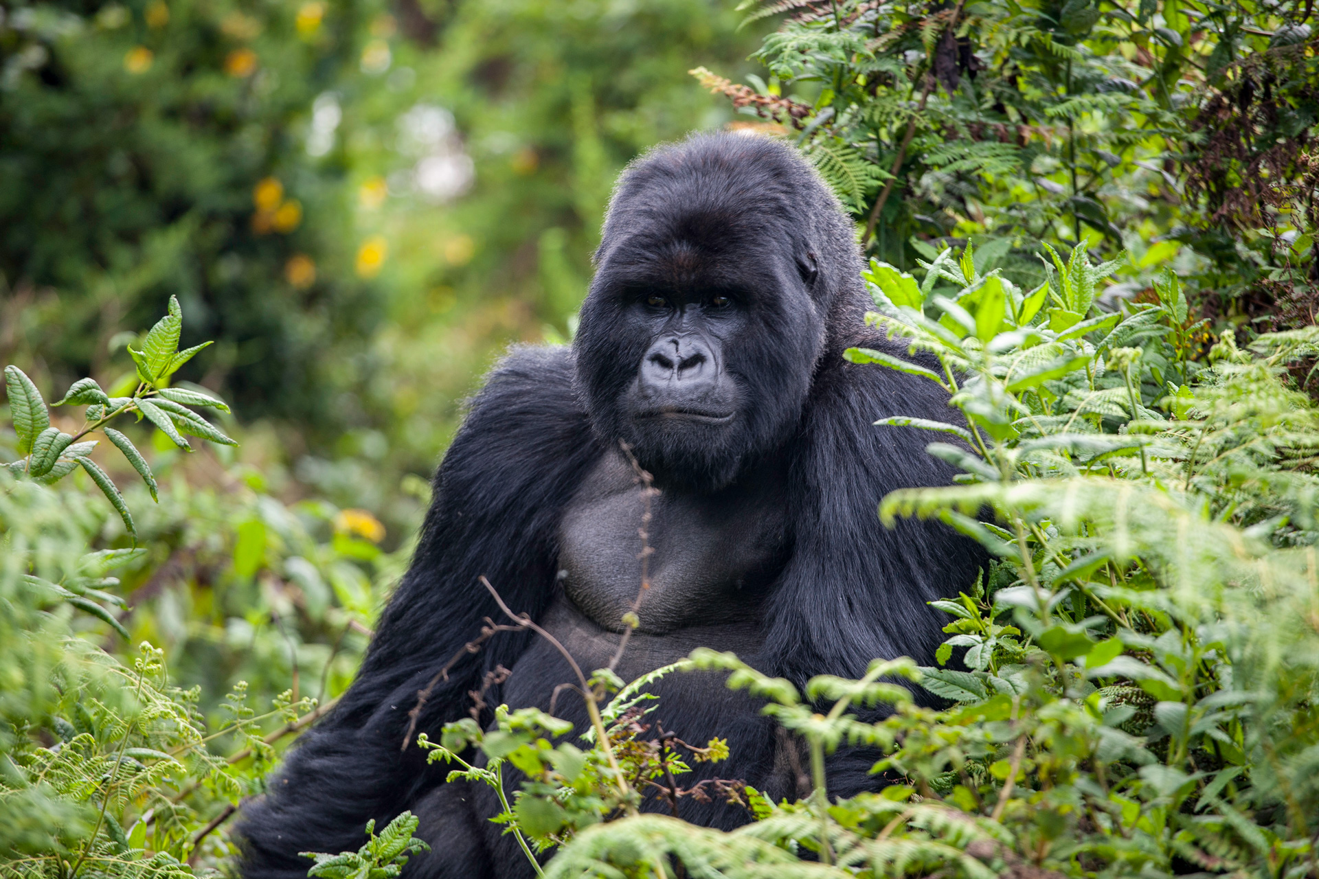The Lux Collective enters Rwanda with Landmark Ultra-Luxury Tourism Circuit Partnership