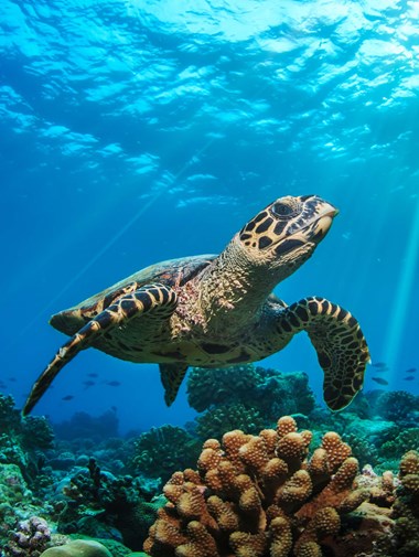 L'offre exclusive de LUX* South Ari Atoll pour célébrer le festival annuel « Underwater »